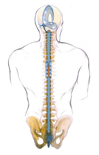 spinal column and kundalini