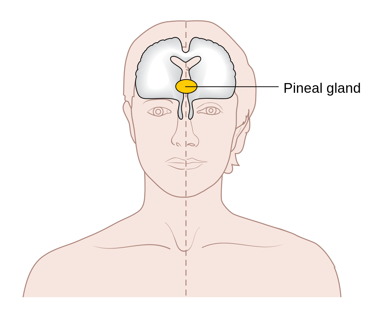 Diagram showing the position of the pineal gland in the brain CRUK 418.svg 