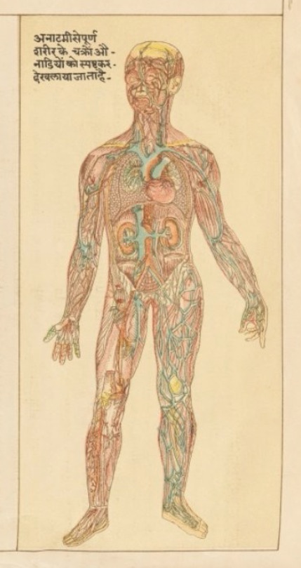 hindu anatomy