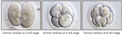 human embryo cells