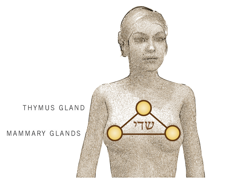 Thymus and Mammary Glands