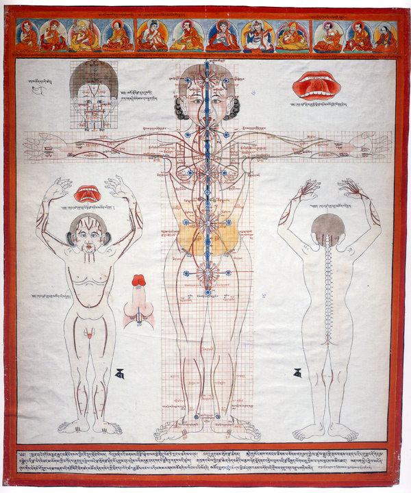 tibetan anatomy