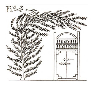 The coffin of Osiris protected by the acacia tree