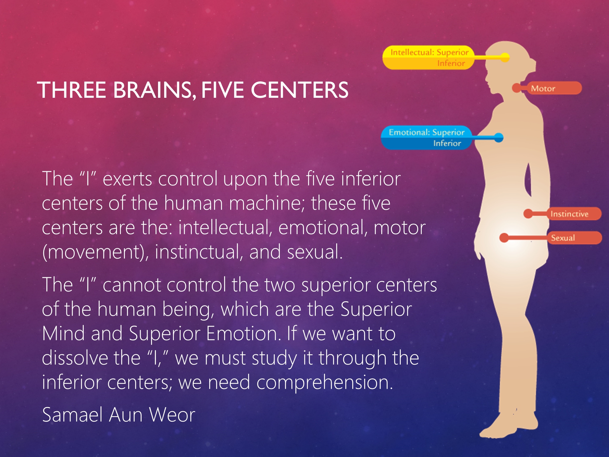 Three Brains, Five Centers