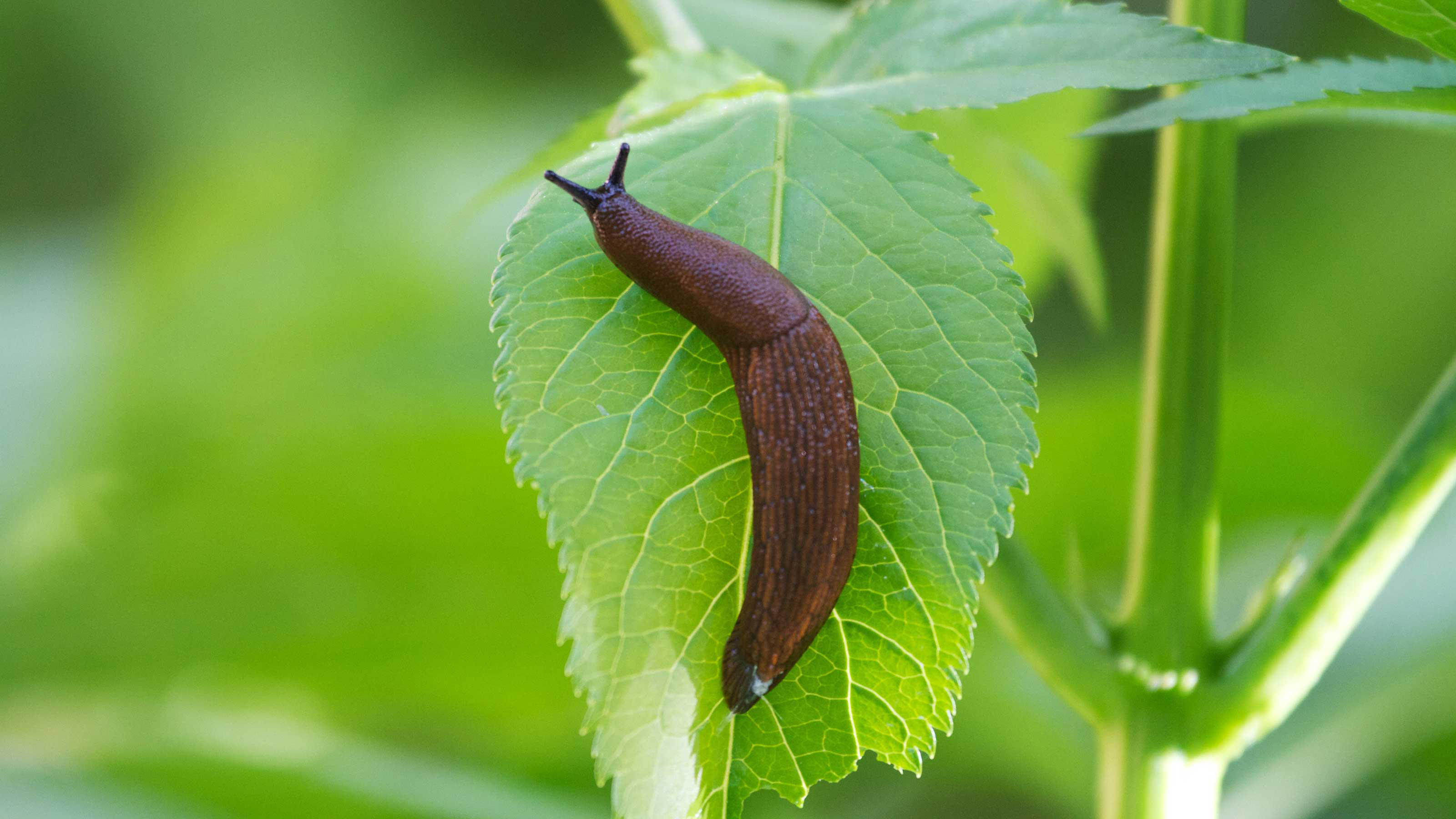 slugs in the garden