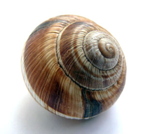 snail_shell